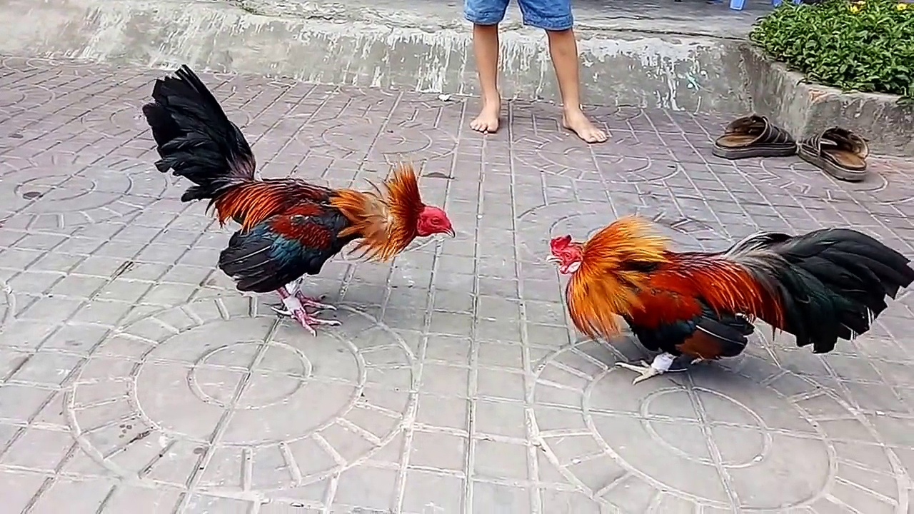 Hướng dẫn từng bước tham gia chơi đá gà Thomo 13Win